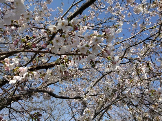 桜咲きましたね～(^^♪