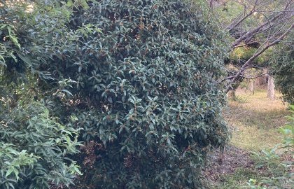 現場で季節を感じる③