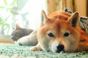 【焼津市・藤枝市・島田市・牧之原市・吉田町新築コラムVol.292】ペットと快適に暮らす住宅の工夫
