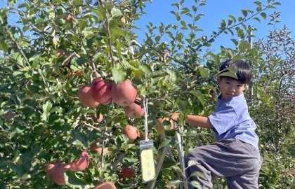 山梨へりんご収穫！