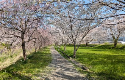 桜のトンネル🌸🍔