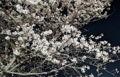 夜桜(葉桜??)、満開!!