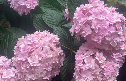 現場の近くの紫陽花