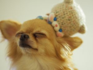 【焼津市・藤枝市・島田市・牧之原市・吉田町新築コラムVol.46】ペットと快適に暮らすはっぴいハウスの家