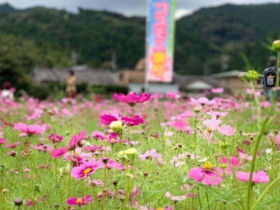 おかべコスモス祭2019に行ってきました