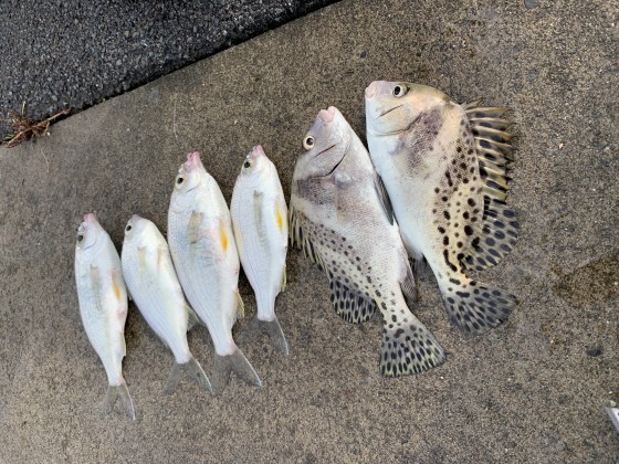 大井川港　釣り大会に行ってきました！