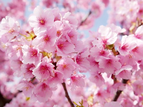 桜の季節