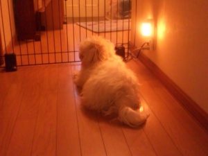 【焼津市・藤枝市・島田市・牧之原市・吉田町新築コラムVol.71】ペットとの暮らし