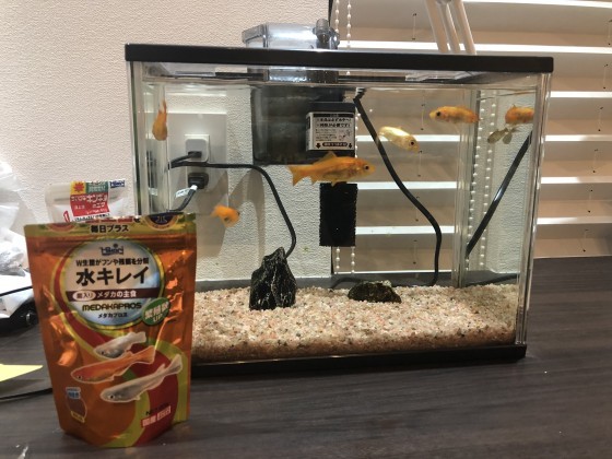 いきものがかり