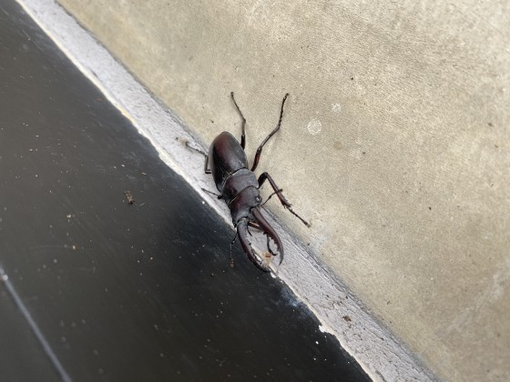 夏を感じる出来事