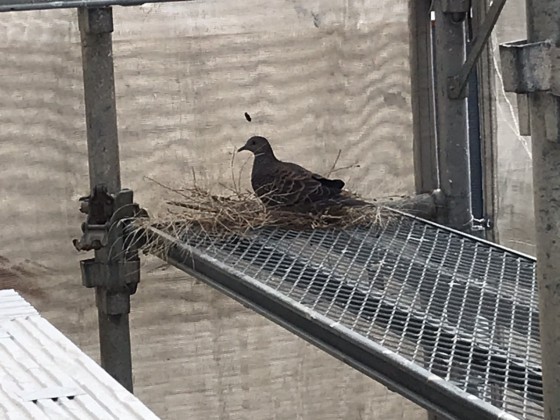 鳩にも住みやすいはっぴいハウス！！！