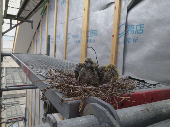 鳥も住みたくなるはっぴいハウス！｜最新ブログ情報｜静岡・焼津・藤枝 