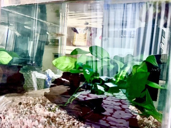 メダカを飼い始めました