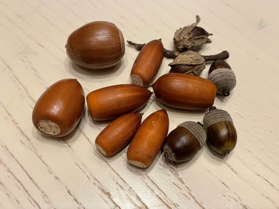 どんぐり探検隊