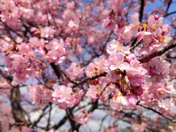 毎年恒例🌸