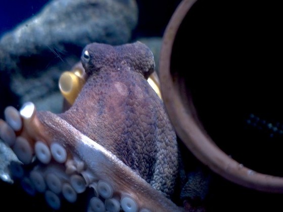 深海魚水族館