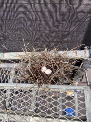 小鳥の新築工事