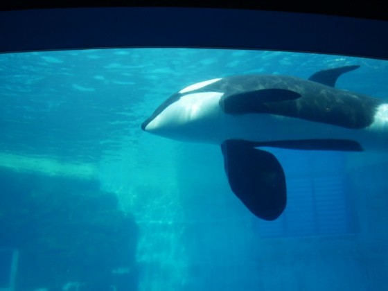名古屋港水族館🐬